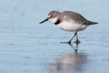 Wrybill Endemic Shorebird of New Zealand
