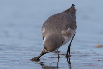 Wrybill Endemic Shorebird of New Zealand