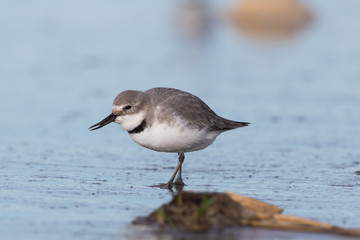 Wrybill Endemic Shorebird of New Zealand
