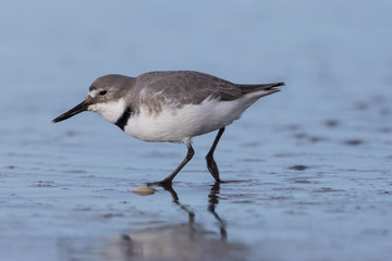 Wrybill Endemic Shorebird of New Zealand