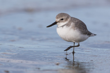 Wrybill Endemic Shorebird of New Zealand