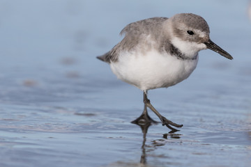 Wrybill Endemic Shorebird of New Zealand