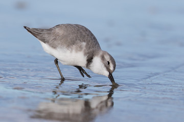Wrybill Endemic Shorebird of New Zealand