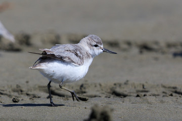 Wrybill Endemic Shorebird of New Zealand