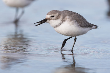 Wrybill Endemic Shorebird of New Zealand