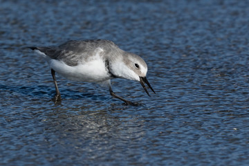 Wrybill Endemic Shorebird of New Zealand