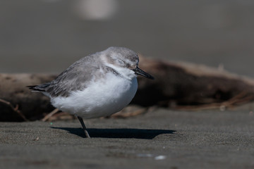 Wrybill Endemic Shorebird of New Zealand