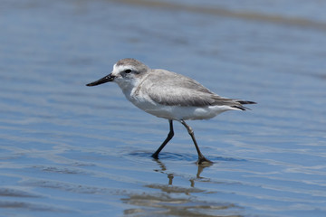 Wrybill Endemic Shorebird of New Zealand