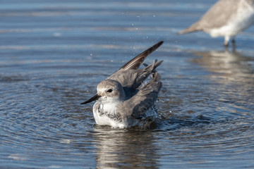Wrybill Endemic Shorebird of New Zealand