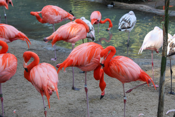 Beautiful view of pink flamingos. Wild animals in a zoo. Natural landscape.