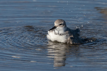 Wrybill Endemic Shorebird of New Zealand