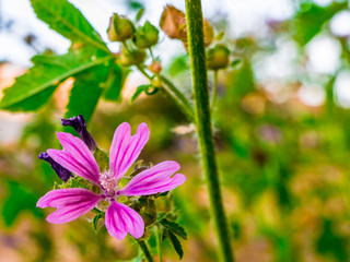 Cheeses/Mallow (Malva sylvestris var. mauritiana) - closeup of a flower with pistils
