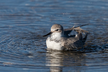 Wrybill Endemic Shorebird of New Zealand