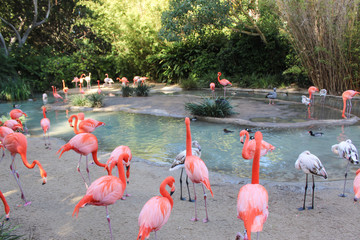Beautiful view of pink flamingos. Wild animals in a zoo. Natural landscape.
