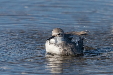 Wrybill Endemic Shorebird of New Zealand