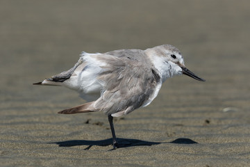 Wrybill Endemic Shorebird of New Zealand