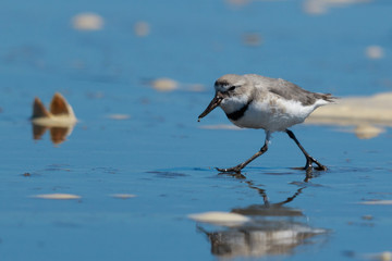 Wrybill Endemic Shorebird of New Zealand