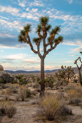 joshua tree in desert