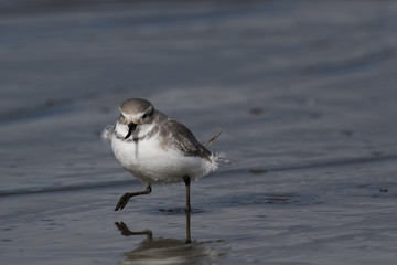 Wrybill Endemic Shorebird of New Zealand