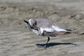 Wrybill Endemic Shorebird of New Zealand