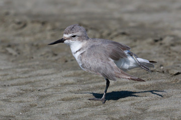 Wrybill Endemic Shorebird of New Zealand