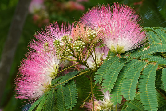 Silktree (Albizia julibrissin). Known as Mimosa, Persian Acacia, Persian Silk Tree, Pink Silk Tree, Lenkoran acacia and Bastard tamarind.