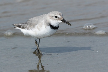 Wrybill Endemic Shorebird of New Zealand