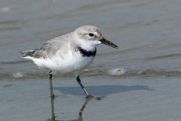 Wrybill Endemic Shorebird of New Zealand