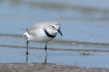 Wrybill Endemic Shorebird of New Zealand