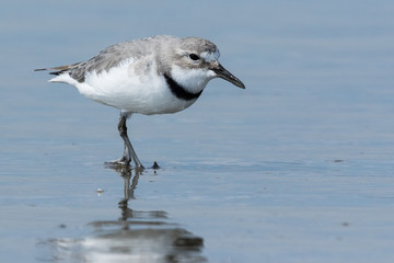 Wrybill Endemic Shorebird of New Zealand