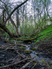 A small stream in the valley, with dry and broken old trees covered with moss