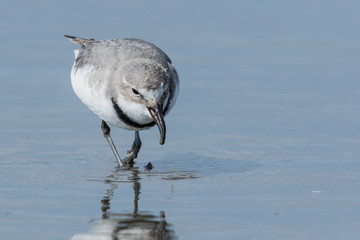 Wrybill Endemic Shorebird of New Zealand