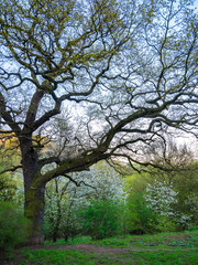 Very old massive oak tree(Quercus robur) in spring, with a growing new leaves