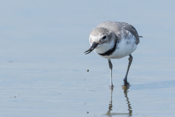 Wrybill Endemic Shorebird of New Zealand
