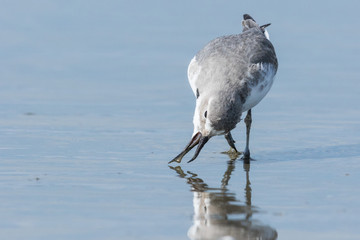 Wrybill Endemic Shorebird of New Zealand © Imogen