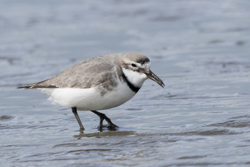 Wrybill Endemic Shorebird of New Zealand