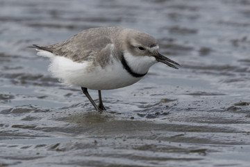Wrybill Endemic Shorebird of New Zealand
