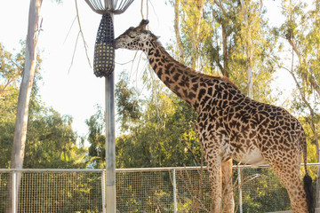 Beautiful view of giraffe. Wild animals in a zoo. Natural landscape. Wild animals in a zoo. Natural...