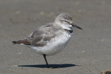 Wrybill Endemic Shorebird of New Zealand