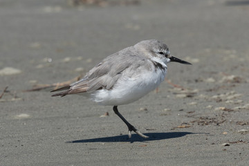 Wrybill Endemic Shorebird of New Zealand