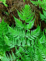 Fern leaves in the big forest