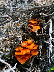 Mushroom among the burn branches