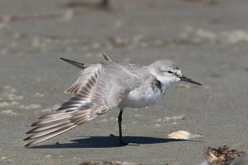 Wrybill Endemic Shorebird of New Zealand