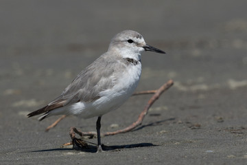 Wrybill Endemic Shorebird of New Zealand