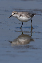 Wrybill Endemic Shorebird of New Zealand