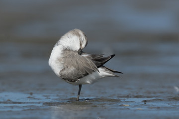 Wrybill Endemic Shorebird of New Zealand