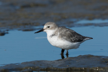Wrybill Endemic Shorebird of New Zealand