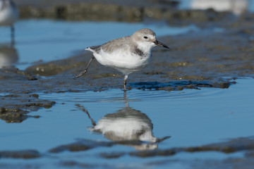 Wrybill Endemic Shorebird of New Zealand