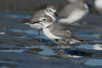 Wrybill Endemic Shorebird of New Zealand