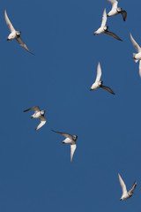 Wrybill Endemic Shorebird of New Zealand